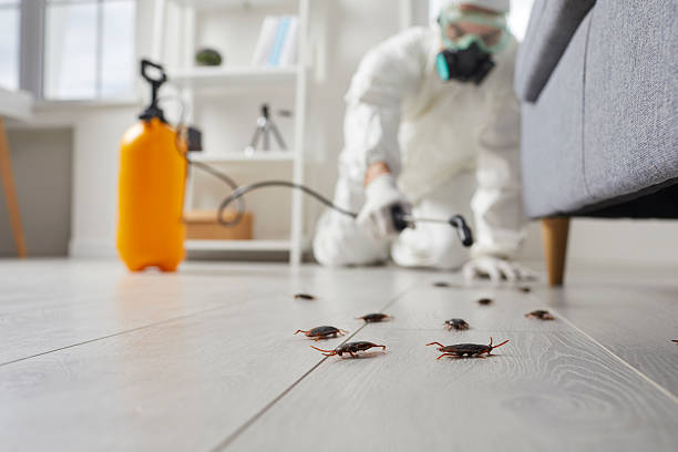 Affordable Termite Control solutions in Jefferson, TX
